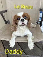 California Patrick , a male Cavalier King Charles Spaniel for sale in Arroyo Grande, CA – 8 of 9