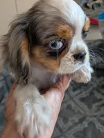 California Basil, a male Cavalier King Charles Spaniel and Japanese Chin for sale in Arroyo Grande, CA – 3 of 9