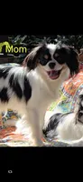 California/Oregon Sally, a female Cavalier King Charles Spaniel for sale in Arroyo Grande, CA – 10 of 10