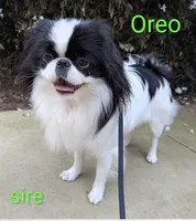California AKC Kweii, a male Japanese Chin for sale in Arroyo Grande, CA – 8 of 10