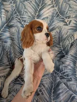 California-Oregon Troy, a male Cavalier King Charles Spaniel for sale in Arroyo Grande, CA – 4 of 10