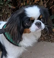 California Eddie, a male Japanese Chin for sale in Arroyo Grande, CA – 4 of 9