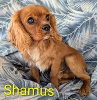 California Shamus, a male Cavalier King Charles Spaniel for sale in Arroyo Grande, CA – 3 of 10