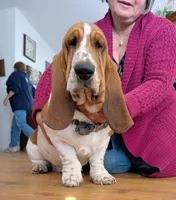 California Sage , a female Basset Hound for sale in Arroyo Grande, CA – Photo 5 of 7