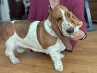 California Sage , a female Basset Hound for sale in Arroyo Grande, CA – Photo 7 of 7