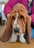 California Sage , a female Basset Hound for sale in Arroyo Grande, CA – Photo 2 of 7