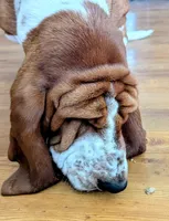 California Sage , a female Basset Hound for sale in Arroyo Grande, CA – Photo 6 of 7