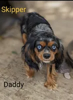 California/Oregon , a female Cavalier King Charles Spaniel for sale in Arroyo Grande, CA – 10 of 10