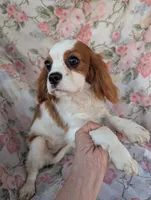 California-Oregon Sally, a female Cavalier King Charles Spaniel for sale in Arroyo Grande, CA – 3 of 10