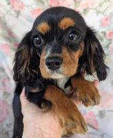 California-Oregon Lyndie, a female Cavalier King Charles Spaniel for sale in Arroyo Grande, CA – 4 of 10