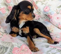 California-Oregon Lyndie, a female Cavalier King Charles Spaniel for sale in Arroyo Grande, CA – 2 of 10