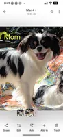 Archie in California, a male Cavalier King Charles Spaniel for sale in Arroyo Grande, CA – 8 of 9