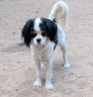 Rescue boy , a male Cavalier King Charles Spaniel and Japanese Chin for sale in Arroyo Grande, CA – 2 of 4