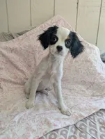 California Frida, a female Cavalier King Charles Spaniel and Japanese Chin for sale in Arroyo Grande, CA – 8 of 10