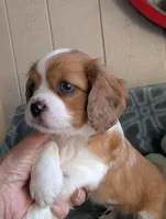 California Arthur , a male Cavalier King Charles Spaniel for sale in Arroyo Grande, CA – 2 of 10