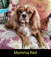 California Patrick , a male Cavalier King Charles Spaniel for sale in Arroyo Grande, CA – 9 of 9