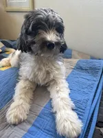 California Sterling , a male Goldendoodle and Cavalier King Charles Spaniel for sale in Arroyo Grande, CA – Photo 4 of 7