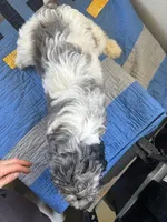 California Sterling , a male Goldendoodle and Cavalier King Charles Spaniel for sale in Arroyo Grande, CA – Photo 2 of 7