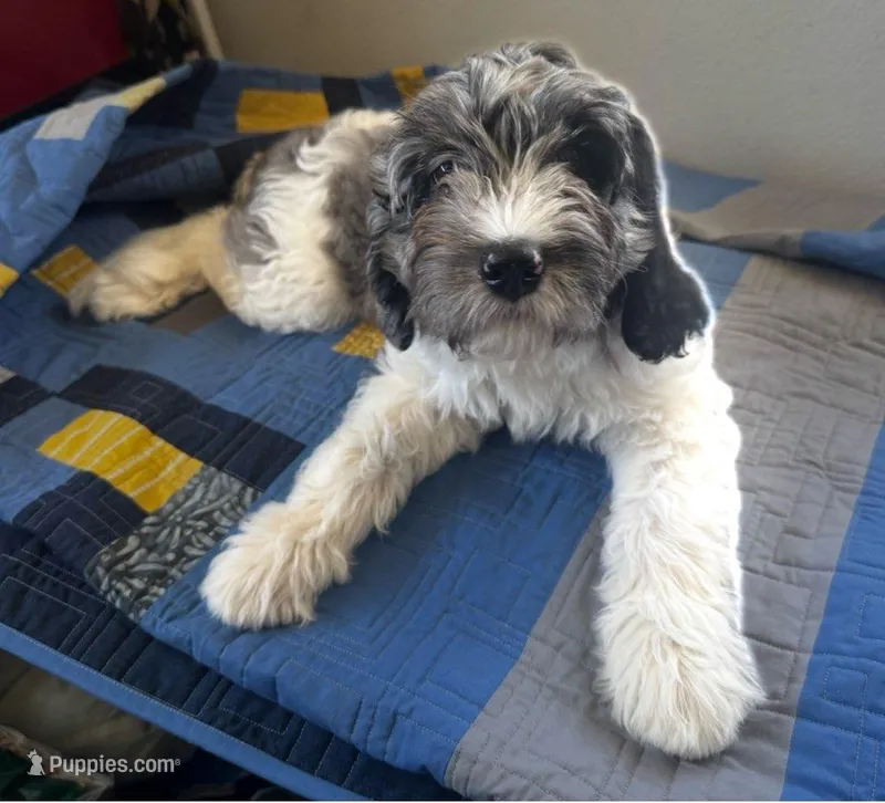 California Sterling  – Goldendoodle, Cavalier King Charles Spaniel puppy for sale in Arroyo Grande, CA