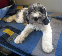 California Sterling , a male Goldendoodle and Cavalier King Charles Spaniel for sale in Arroyo Grande, CA – Photo 1 of 7