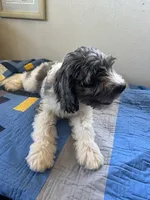 California Sterling , a male Goldendoodle and Cavalier King Charles Spaniel for sale in Arroyo Grande, CA – Photo 3 of 7
