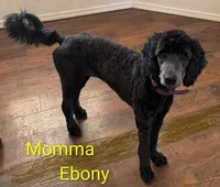 California Sterling , a male Goldendoodle and Cavalier King Charles Spaniel for sale in Arroyo Grande, CA – Photo 8 of 8