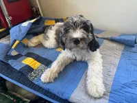 California Sterling , a male Goldendoodle and Cavalier King Charles Spaniel for sale in Arroyo Grande, CA – Photo 7 of 7