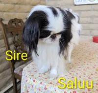 California-Oregon Rikii, a male Japanese Chin for sale in Arroyo Grande, CA – 7 of 10