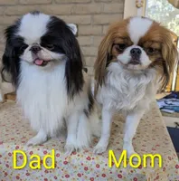 California-Oregon Rikii, a male Japanese Chin for sale in Arroyo Grande, CA – 8 of 10