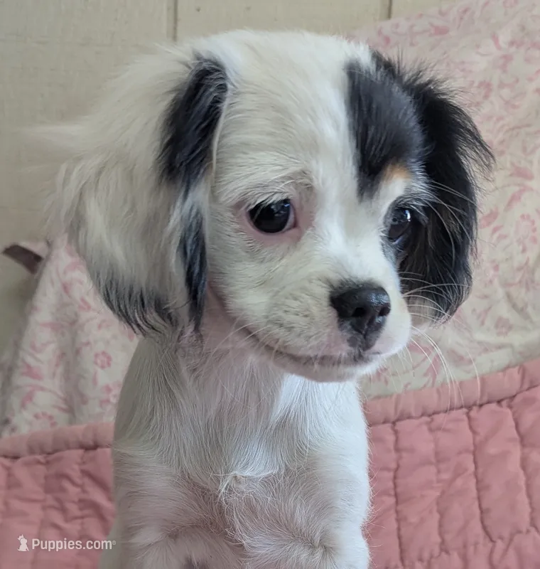 California-Oregon Felicity  – Cavalier King Charles Spaniel, Japanese Chin puppy for sale in Arroyo Grande, CA
