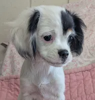 California-Oregon Felicity , a female Cavalier King Charles Spaniel and Japanese Chin for sale in Arroyo Grande, CA – 1 of 10