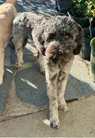 California Emerson , a male Double Doodle for sale in Arroyo Grande, CA – 4 of 6