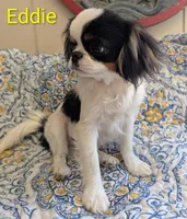 California-Oregon Eddie, a male Japanese Chin for sale in Arroyo Grande, CA – 6 of 10