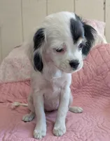 California-Oregon Felicity , a female Cavalier King Charles Spaniel and Japanese Chin for sale in Arroyo Grande, CA – 3 of 10