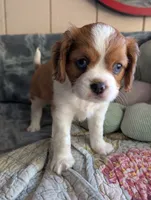 California Arthur , a male Cavalier King Charles Spaniel for sale in Arroyo Grande, CA – 3 of 10