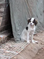 California "Poof", a female Cavalier King Charles Spaniel and Japanese Chin for sale in Arroyo Grande, CA – 3 of 4