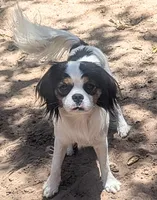 Rescue boy , a male Cavalier King Charles Spaniel for sale in Arroyo Grande, CA – 8 of 8