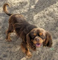 AKC California Chocolate , a male Cavalier King Charles Spaniel for sale in Arroyo Grande, CA – 7 of 7