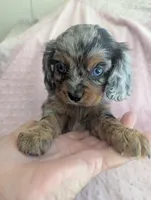 California Jazzy, a female Cavalier King Charles Spaniel for sale in Arroyo Grande, CA – 8 of 10