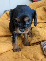 California Rachel, a female Cavalier King Charles Spaniel for sale in Arroyo Grande, CA – 3 of 10