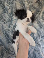 California AKC Kweii, a male Japanese Chin for sale in Arroyo Grande, CA – 5 of 10