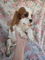 California/Oregon Sally, a female Cavalier King Charles Spaniel for sale in Arroyo Grande, CA – 4 of 10