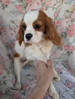 California/Oregon Sally, a female Cavalier King Charles Spaniel for sale in Arroyo Grande, CA – 3 of 10
