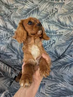 California Shamus, a male Cavalier King Charles Spaniel for sale in Arroyo Grande, CA – 9 of 10
