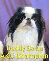California-Oregon Rikii, a male Japanese Chin for sale in Arroyo Grande, CA – 5 of 10