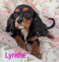 California-Oregon Lyndie, a female Cavalier King Charles Spaniel for sale in Arroyo Grande, CA – 5 of 10