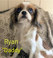 California Jerry, a male Cavalier King Charles Spaniel for sale in Arroyo Grande, CA – 10 of 10