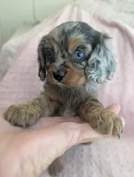 California Jazzy, a female Cavalier King Charles Spaniel for sale in Arroyo Grande, CA – 1 of 10