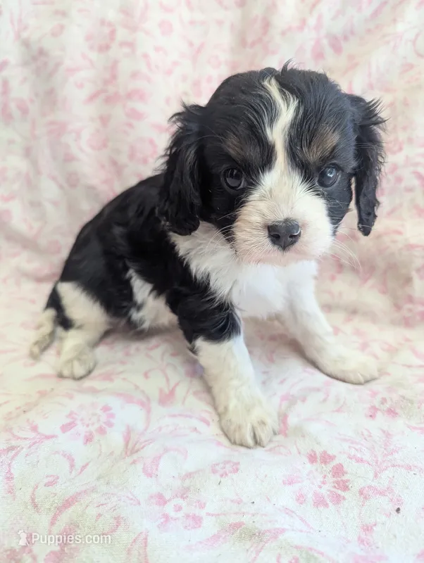 CALIFORNIA Torrey – Cavalier King Charles Spaniel puppy for sale in Arroyo Grande, CA