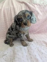 California Jazzy, a female Cavalier King Charles Spaniel for sale in Arroyo Grande, CA – 6 of 10